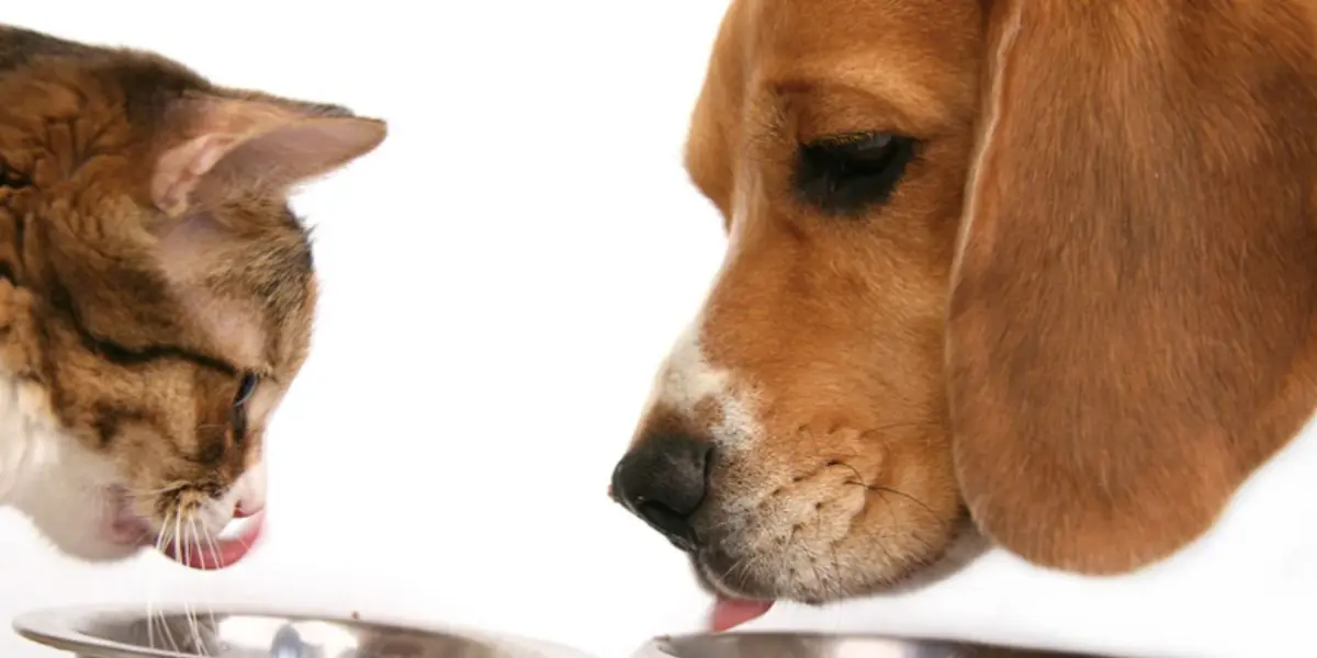 Más que un plato: Cómo elegir alimentos para mascotas que cuiden el planeta y a tu mejor amigo